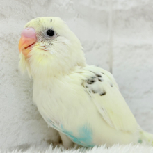 ふんわりクリーミー🐣🧁セキセイインコ(クリームハルクイン) ヒナ