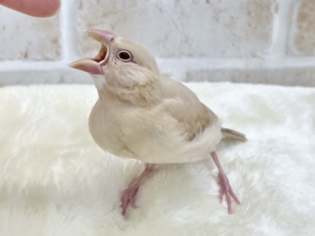 シナモン文鳥