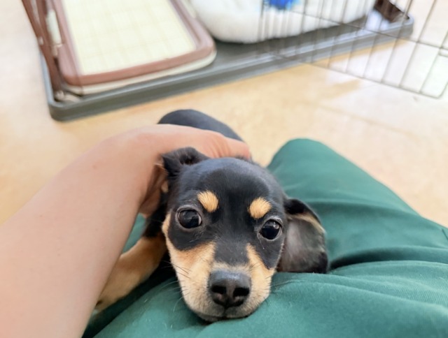 最新画像📸ハーフ犬（チワワ×ミニチュアダックス）女の子♪サークルデビュー！