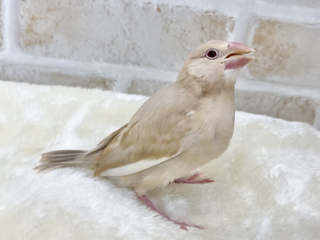シナモン文鳥