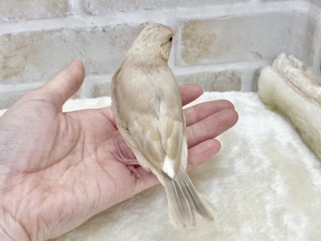 シナモン文鳥