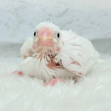 将来はおもちみたいになりたいな。。。白文鳥 ヒナ