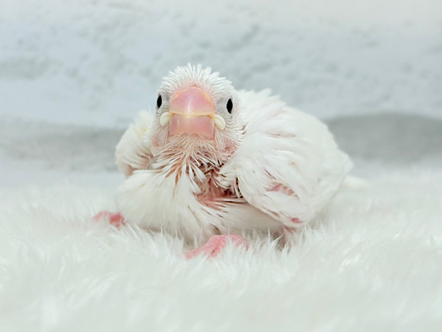 将来はおもちみたいになりたいな。。。白文鳥 ヒナ