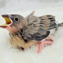文鳥界のリーダーを目指します𖤐  ̖́-‬桜文鳥 ヒナ