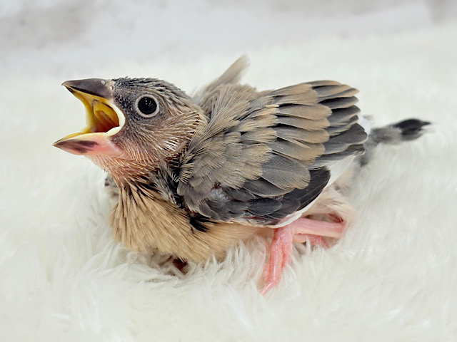 文鳥界のリーダーを目指します𖤐 ̖́-‬桜文鳥 ヒナ
