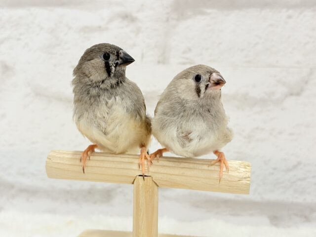 ジャンボキンカチョウ