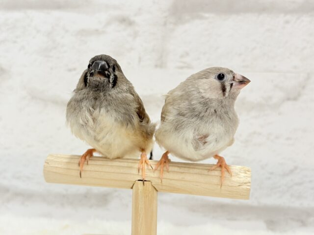 ジャンボキンカチョウ