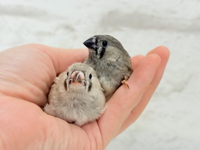 ジャンボキンカチョウ