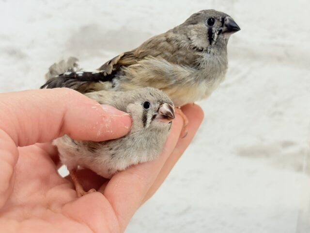 ジャンボキンカチョウ