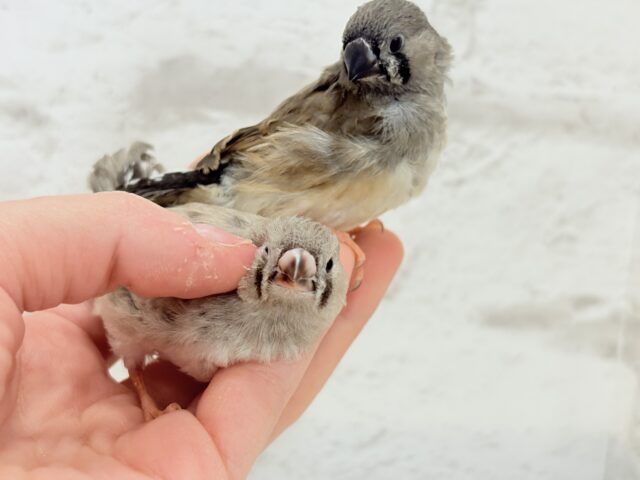 ジャンボキンカチョウ