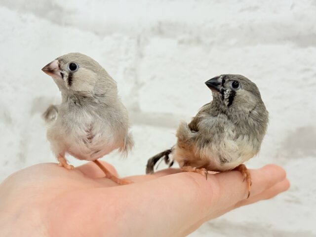 ジャンボキンカチョウ