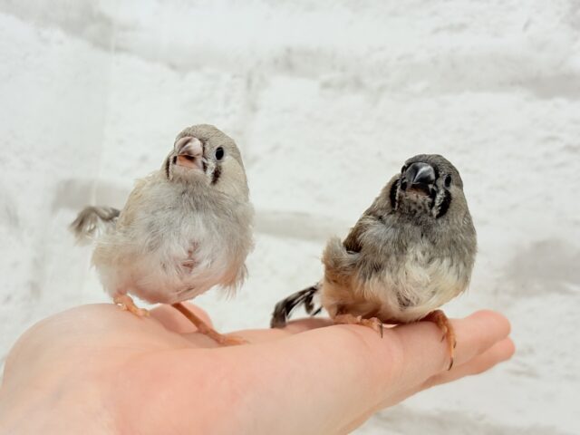 ジャンボキンカチョウ