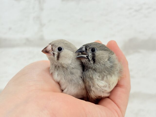 ジャンボキンカチョウ