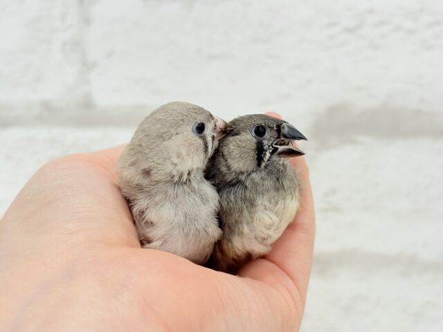 ジャンボキンカチョウ