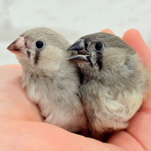 【最新画像更新🪄】食欲旺盛‪☆ぱやぱやコンビ🐣💖ジャンボキンカチョウ ヒナ