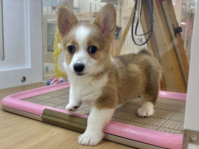 ウェルシュコーギー・ペンブローグ