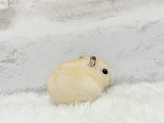 ジャンガリアン