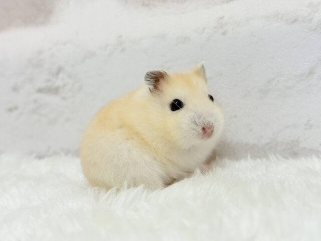 ジャンガリアン