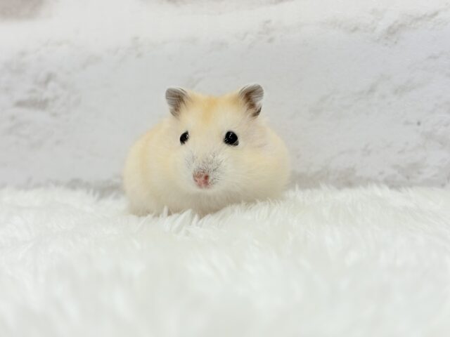 ジャンガリアン