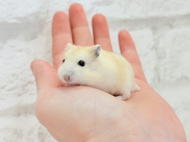 ジャンガリアン