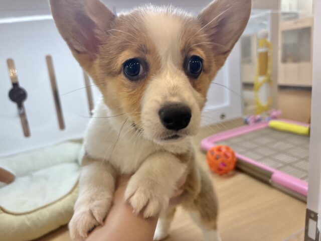 ウェルシュコーギー・ペンブローグ