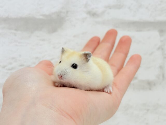 ジャンガリアン