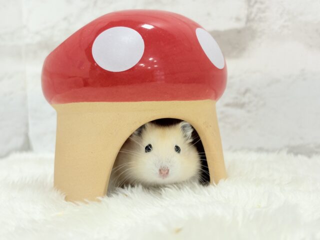 ジャンガリアン