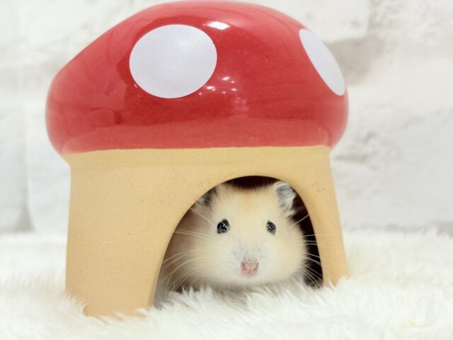 ジャンガリアン