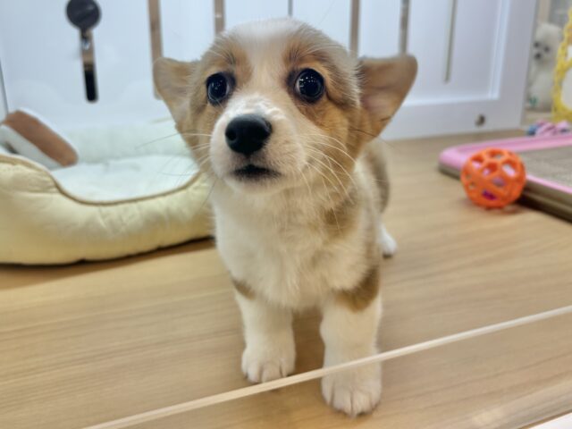 ウェルシュコーギー・ペンブローグ