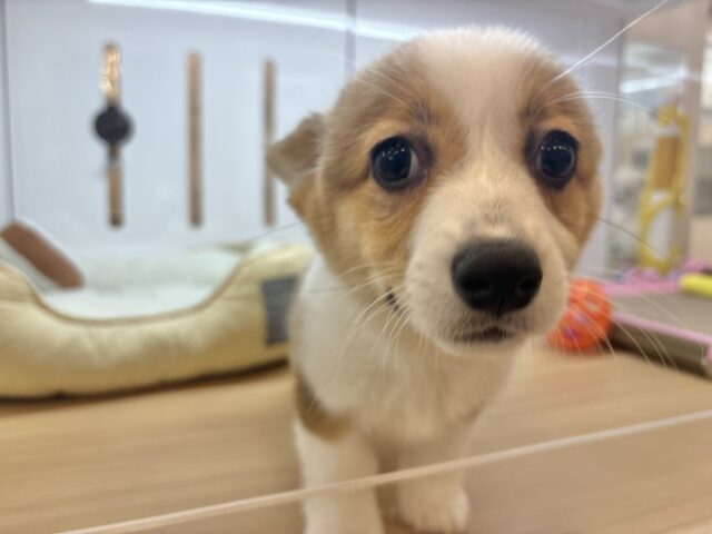 ウェルシュコーギー・ペンブローグ