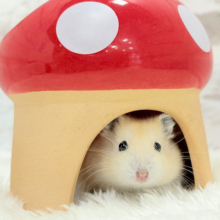 ミルク感たっぷり♡イエロープディングハムスター(女の子)