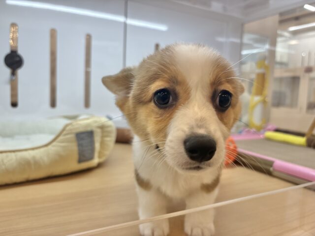 ウェルシュコーギー・ペンブローグ