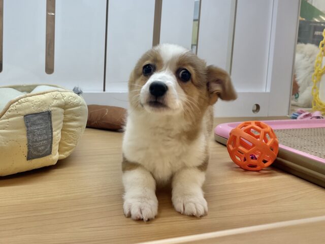 ウェルシュコーギー・ペンブローグ