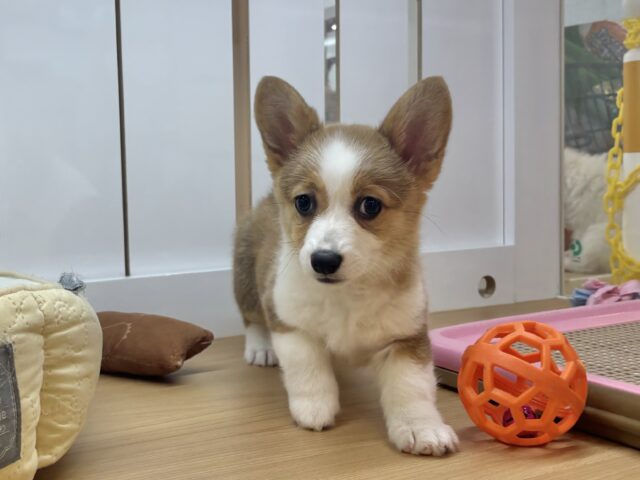 ウェルシュコーギー・ペンブローグ