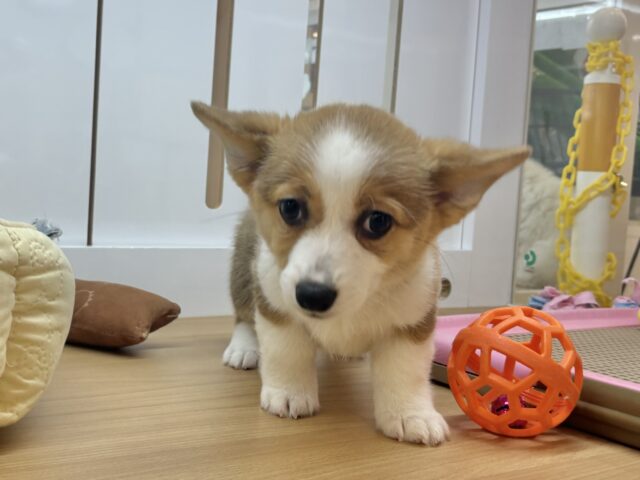 ウェルシュコーギー・ペンブローグ