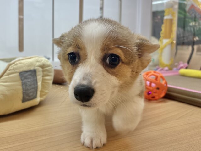 ウェルシュコーギー・ペンブローグ