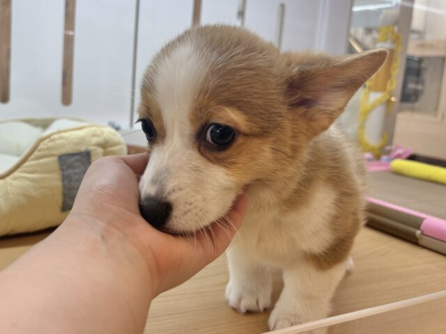 ウェルシュコーギー・ペンブローグ