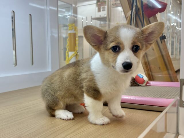 ウェルシュコーギー・ペンブローグ