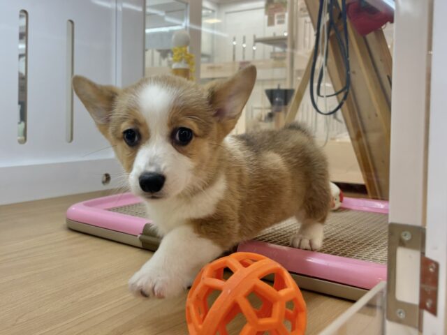 ウェルシュコーギー・ペンブローグ