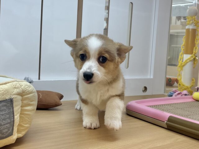 ウェルシュコーギー・ペンブローグ