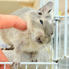 【最新画像・動画更新🪄】おでこの模様がトレードマーク🪅デグー(ブルーパイド) 女の子