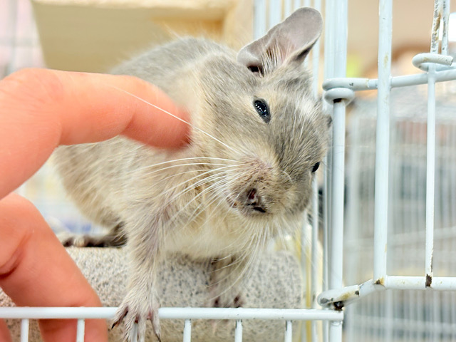 【最新画像・動画更新🪄】おでこの模様がトレードマーク🪅デグー(ブルーパイド) 女の子