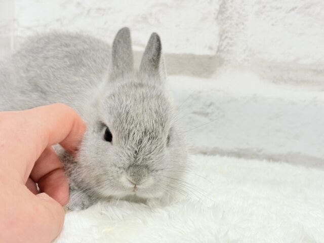 ネザーランドドワーフ