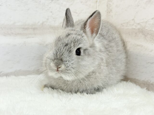 ネザーランドドワーフ