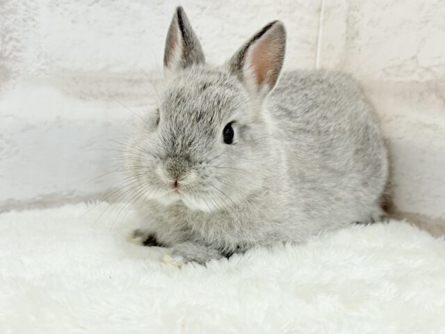 ネザーランドドワーフ