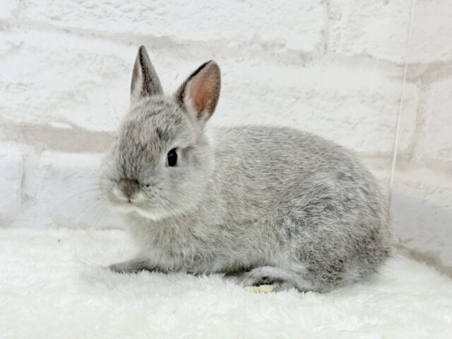 ネザーランドドワーフ