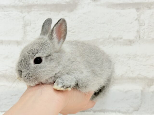 ネザーランドドワーフ