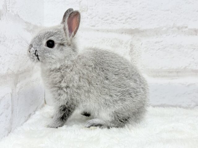 ネザーランドドワーフ