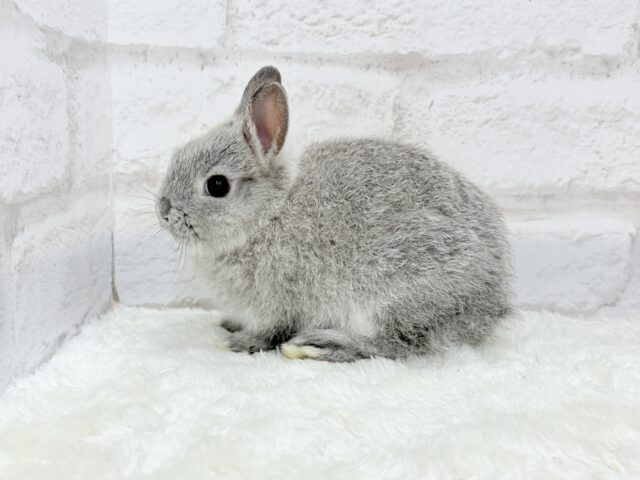 ネザーランドドワーフ