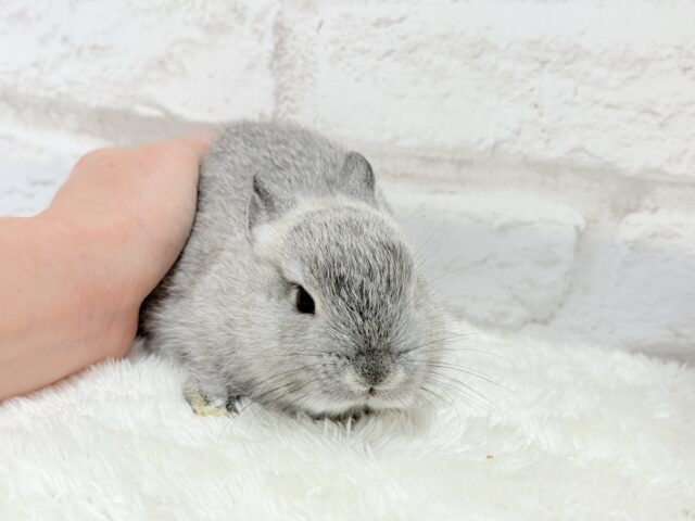 ネザーランドドワーフ